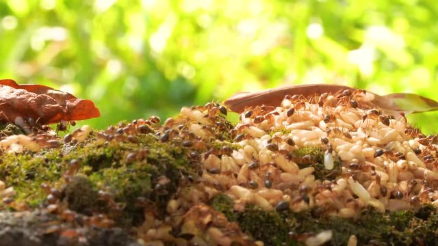 Anoplolepis gracilipes, yellow crazy ants and eggs in kitchen,Concept for pest control