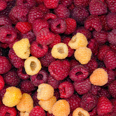 heap of red and yellow ripe juicy raspberry