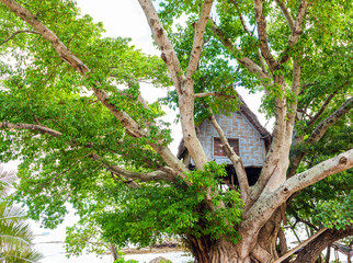 A house on a tree, Tanna Island, Vanuatu.