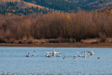 white swans on an autumn lake on a sunny day