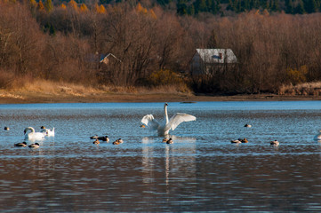 white swans on an autumn lake on a sunny day