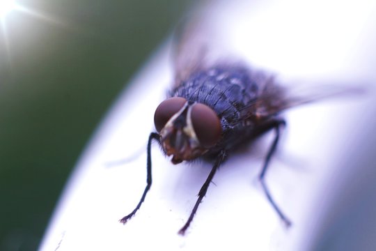 mosca 