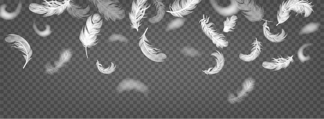Realistic 3d white flying feathers on transparent background. Falling twirled fluffy realistic white swan. Vector illustration.
