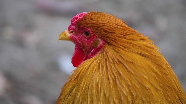 Close up of male chicken rooster head profile to the left.