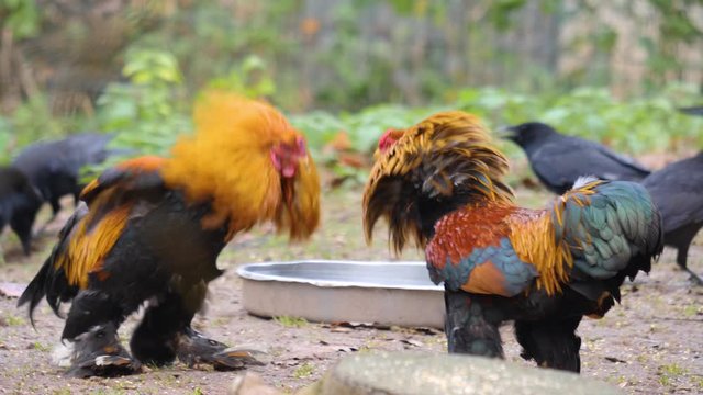 Close up of rooster cock fight about to start.