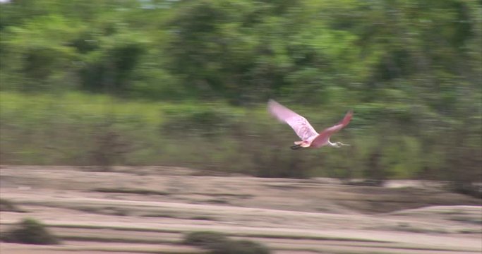 Roseate Spoonbill, Brazil: The River of the Dead, Xingu River, the Pantanal, Mato Grosso, Amazon Rainforest, Amazon River, Northern Brazil, Brazil