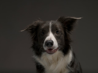 Border Collie dog breed on a gray background