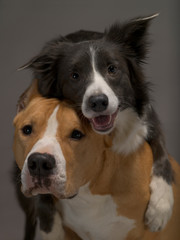 Two dogs, friends on a gray background, studio light