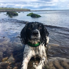 dog on beach
