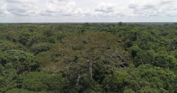 Aerial image of the imposing Amazon rainforest and its symbol tree: Samauma. Anavilhanas National Park, Amazonas, Brazil.