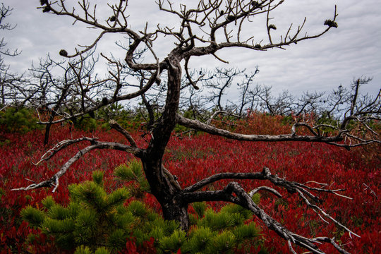 Shawangunk RIdge