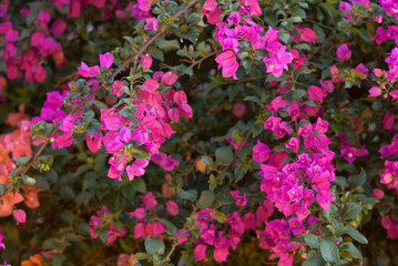 Bugambilia 