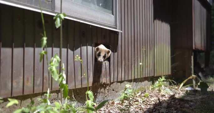 Japanese badger species playing hide & seek under residential wooden plank wall property.