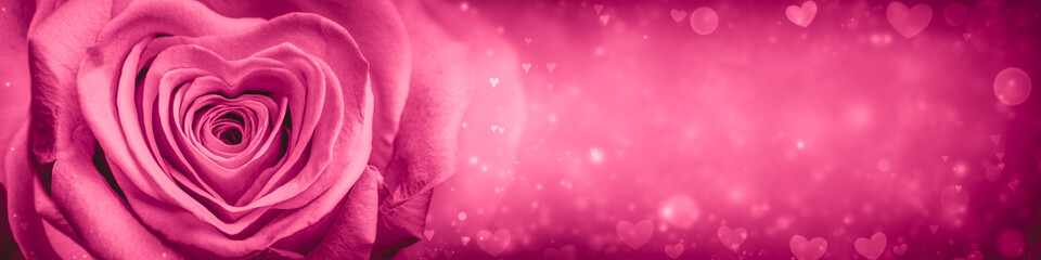Banner Of Soft Pink Rose With Heart Shaped Petals On Romantic Background - Valentine's Day Concept