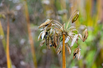 Close up of an interesting plant shape with seed pods in autumn time