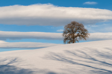 Lonely tree on snow