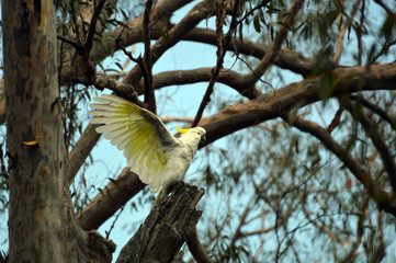coockatoo in the nature in the middle of the forest warming up in a tree in Australia