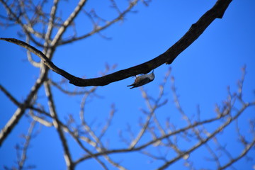 White Breasted Nuthatch on a Tree Branch