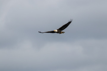 impressive adult bald eagle fly's with fish