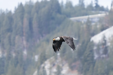 bald eagle fly's with fish in open sky