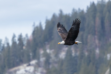bald eagle fly's with fish in open sky