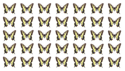 symmetrical geometric pattern of swallowtail butterflies. colorful swallowtail butterflies isolated...