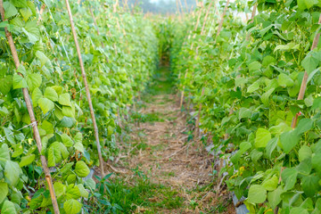 Fototapeta na wymiar Close-up of green bean garden