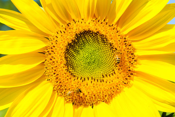 Bees find nectar from sunflower