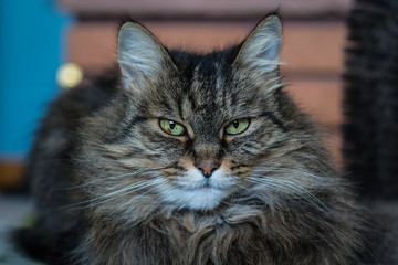tabby cat looking at owner