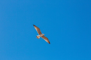 Fototapeta na wymiar Flying seagull on blue skies in summer
