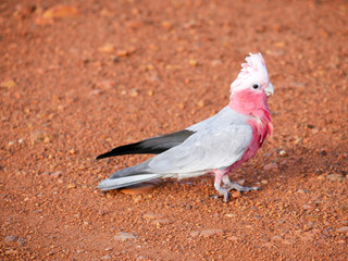 colorful parrot on wall