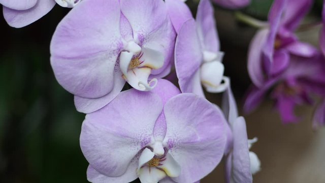 ピンクの胡蝶蘭