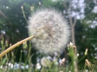 dandelion on a white background of blue sky