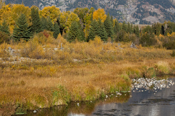 Autumn leaves with yellow and orange
