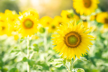 Sunflowers bloom in field for agriculture industry on the autumn.