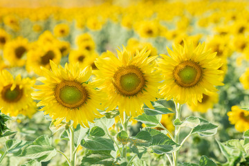 Sunflowers bloom in field at autumn.