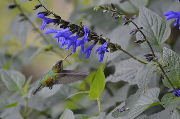 A hummingbird in the Argentina jungle feeding from flowers