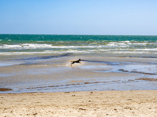 Fototapeta na wymiar Dog On Beach