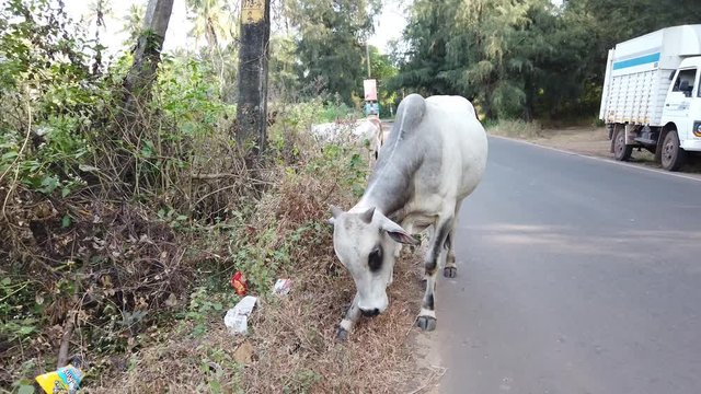 The herd of cows are on the roadway between the forests.