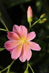 Naklejka premium Pink 