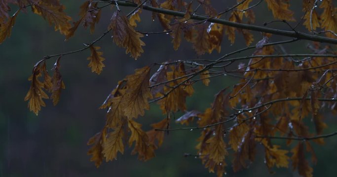 Oak tree golden brown leaves heavy rain Winter forest pan left slow motion
