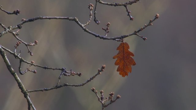 The last leaf on the tree winter gold autumn brown oak forest slow motion
