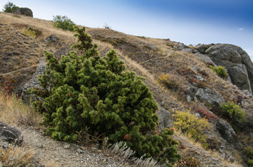 Mountain conifer in the mountains. Mountain landscape. Travel and tourism, mountain walks.