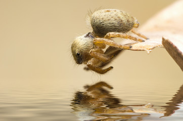 macro of spider on leaf