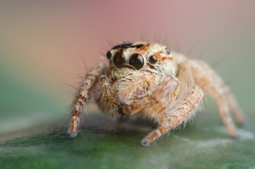 spider on a leaf