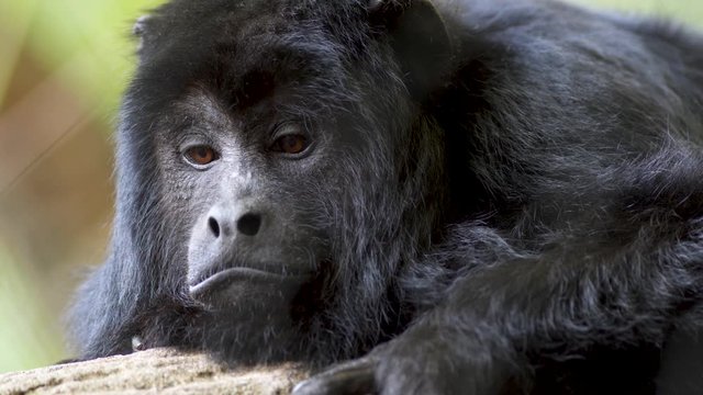 Extreme close up of a lonely Black Howler monkey looking at camera