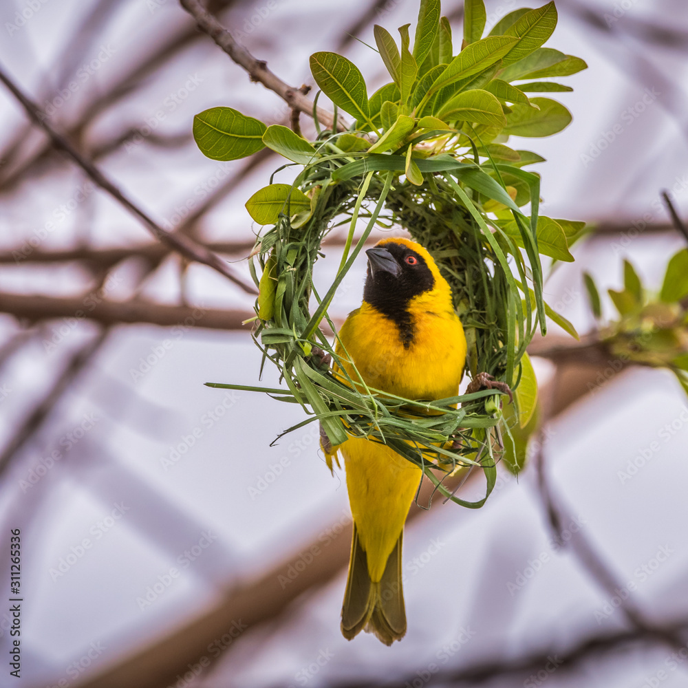 Wall mural masked weaver bird on nest