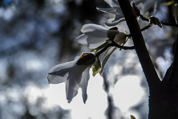 Kwitnąca magnolia © nitka_zaplatana