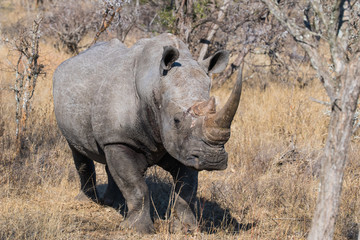 Obraz premium White Rhino South Africa