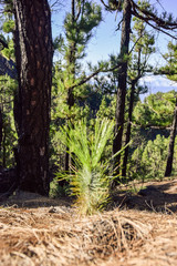 Pino canario seedling in forest on La Palma island, Canary